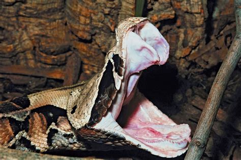 Gaboon Viper .